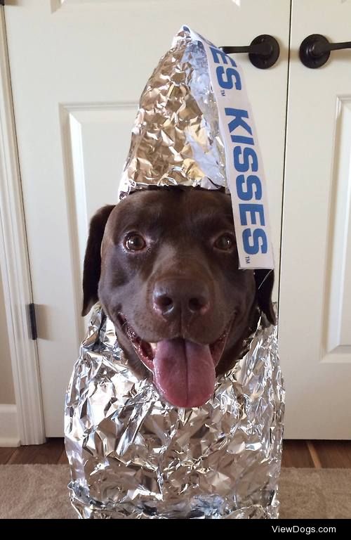tastefullyoffensive:

Chocolate Lab Kiss [ccelson]