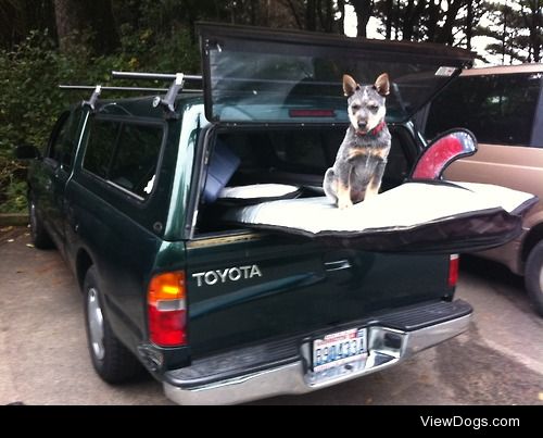 Henrydog, a blue heeler puppy, excited to see his owner and get…