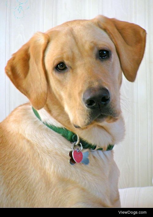 Blizzard, my Yellow Labrador Retriever, one year old.