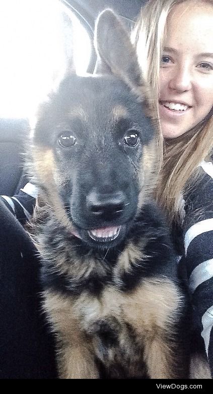 This is Shazi, our pet German Shepard at about 11 weeks old. She…