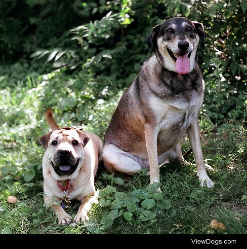 Lou and Nico, my completely ridiculous baby girls…