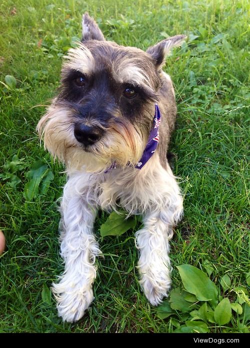 Wesley the handsome mini schnauzer.