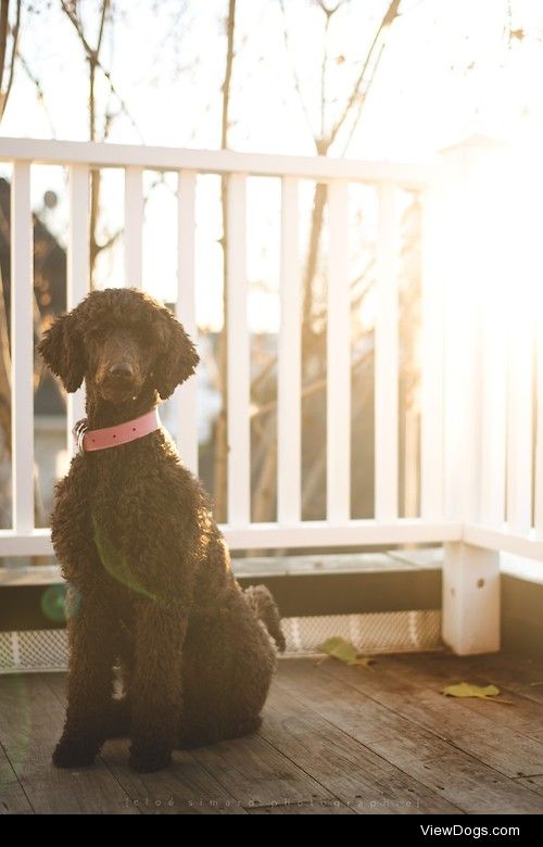 Poodle in sunlight


Cloé Simard