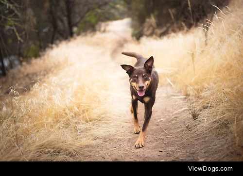 Cheerful Kelpie


Whitney Jane