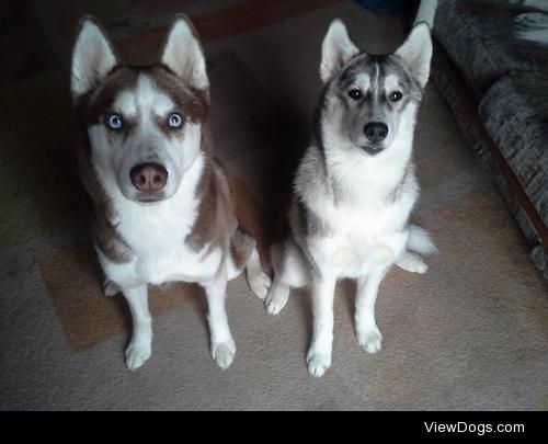 My two Siberian Huskies, Phoenix and Blaize