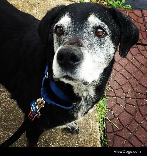 This is Luke. He is 12 years old and a black lab. I adopted him…