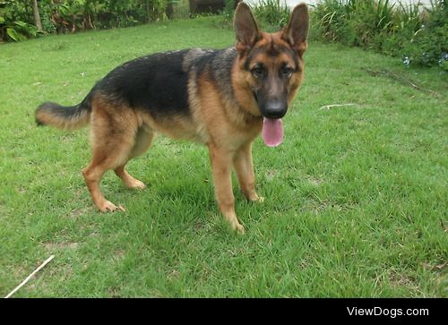 Apolo, my German Shepherd, when he was 8 months old. He’s now…