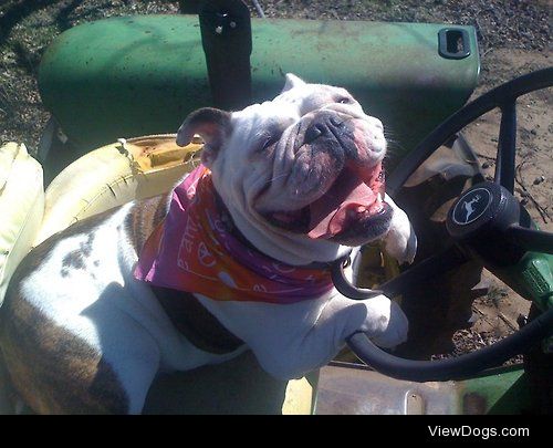 Lola my 7 year old English bulldog… she’s ready to do some…