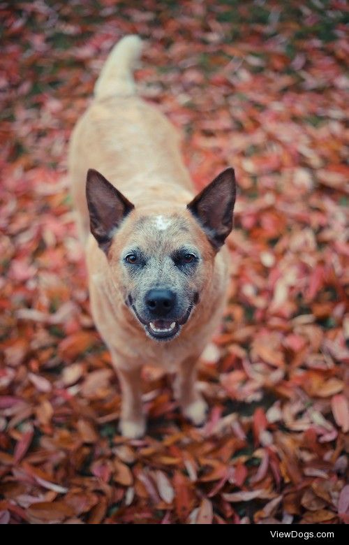 Dog In The Leaves


Cody Hanson