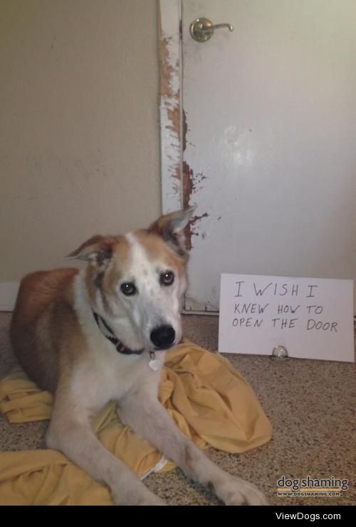 Need More Thumbs

Laredo is afraid of the garbage truck and…