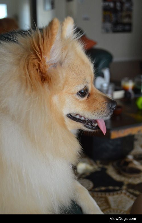 This is Lucy, my 2 year old Pomeranian from Florida!
-p1nned