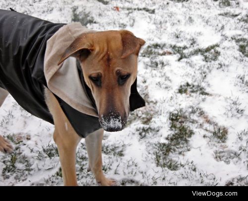 Kenobi in the snow <3