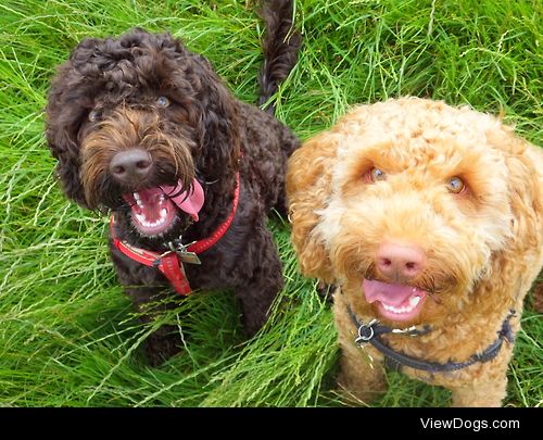These two happy cuties are Sherlock (caramel on the right) and…