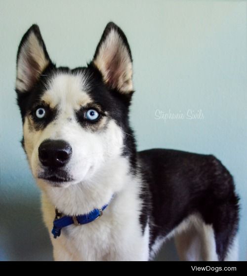 huskyhuddle:

Balto, my heart dog <3