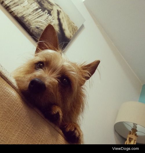 Aliyah, my purebred Red Australian Terrier, likes to watch me…