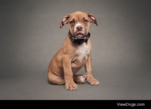 Dotty the pup


COLIN MCMAHON