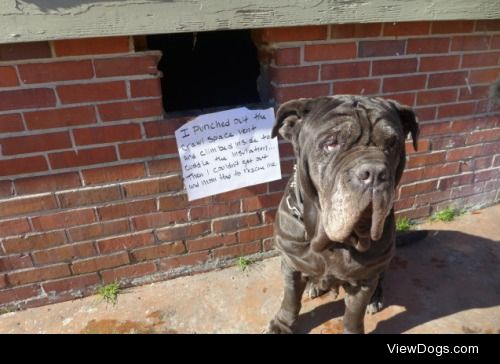 That is not a Mastiff crawl space

My 6 year old Neapolitan…