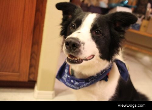 Hi! This is my 3 y/o Border Collie Bzar! He is a rescue pooch…