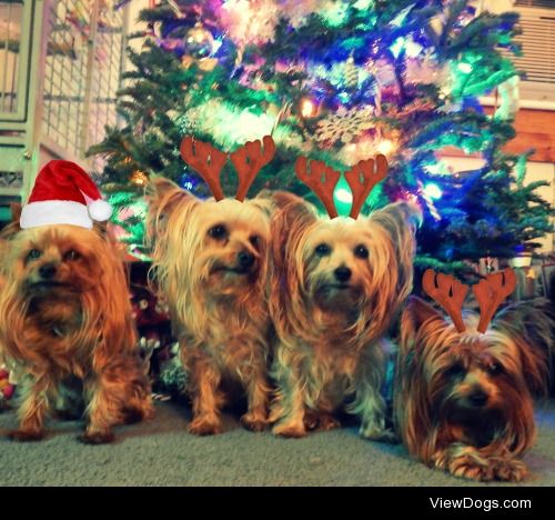 Merry Christmas from Wiley, Pixie, Willow, and Aspen
