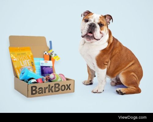 Handsomedogs’ Holiday Giveaway!!

The first ever handsomedogs…