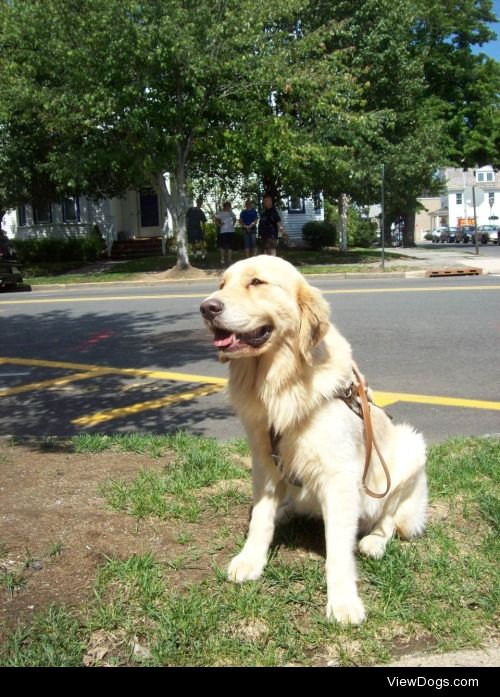 Arby, a Seeing Eye dog we raised. Golden Retriever. This is at…