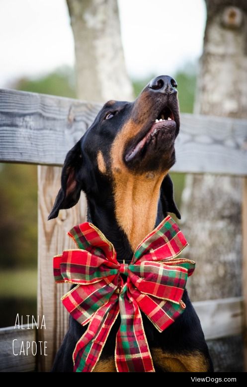 wherehorsesmeetdogs:

Getting this dog to look as regal as he…