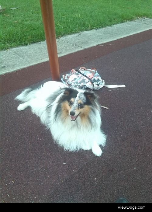 Noah, my nearly one year old Sheltie. :) 