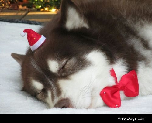 Santa Paws is tired from eating all the cookies.
