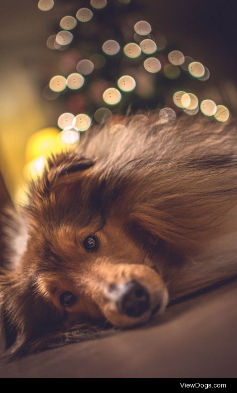 Sleepy sheltie


Michael Groth