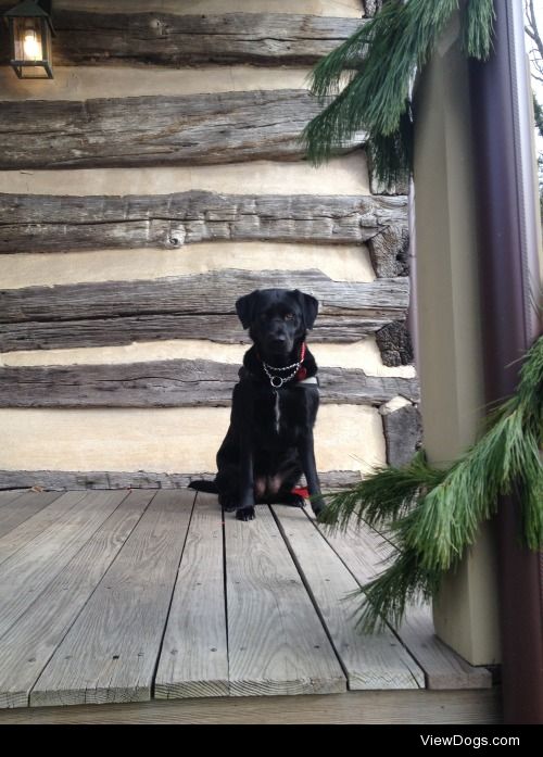 Lucy, black Labrador Retriever