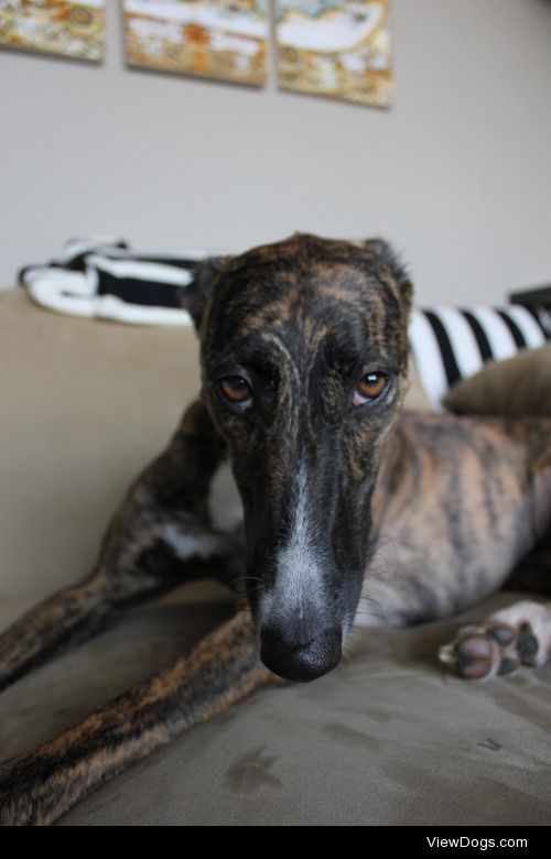 Venti, my sweet heart of a 2 year old brindle rescue greyhound