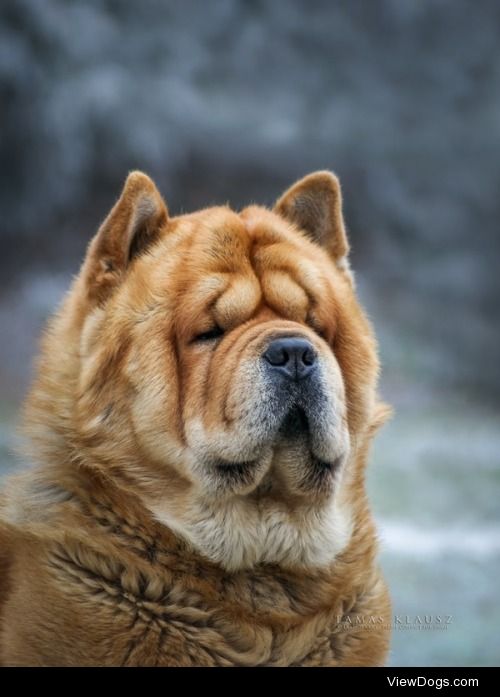 Chow-Chow portait


Tom Klausz