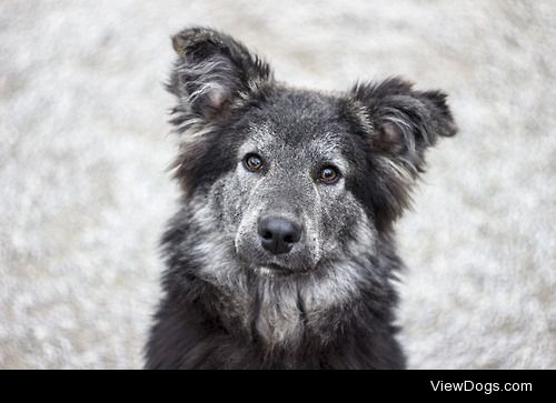 Beautiful mutt Buck still waiting for his forever home ^_^ 