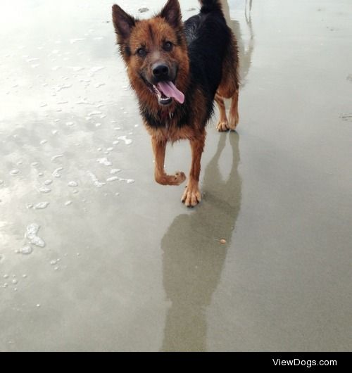 Luna loves the beach!