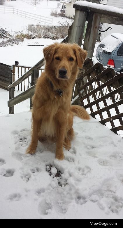 Ben is my 6 year old golden cutie pie!