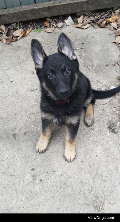 Gypsy. 12 week old German Shepherd.