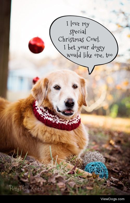 knitwithoutfear:

Willie has a special message for you! Find his…