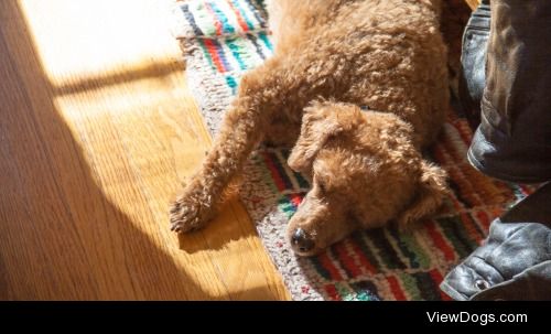 Ginny takes the opportunity to have a nap in the sunshine.