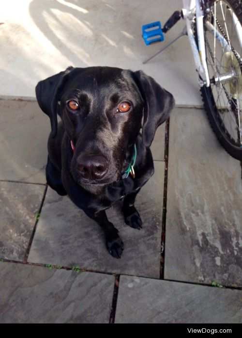 My almost 3 year old black lab/something else, Maui :)