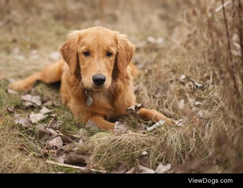 jacquijr:

Poppy, Golden Retriever puppy. 