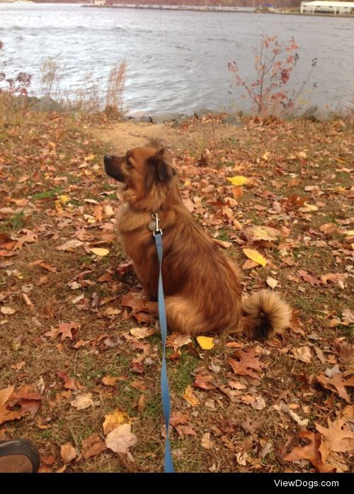 This is my neph-pup, BenBen, and I think he is the handsomest…