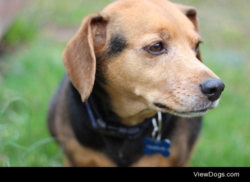 Rocky, a 12 year old beagle-mix.
Gabriella Rocha