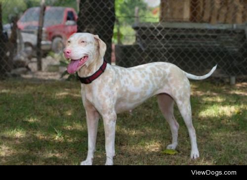 Chloe
Dalmatian Mix • Adult • Female • Medium
PVCA Animal…