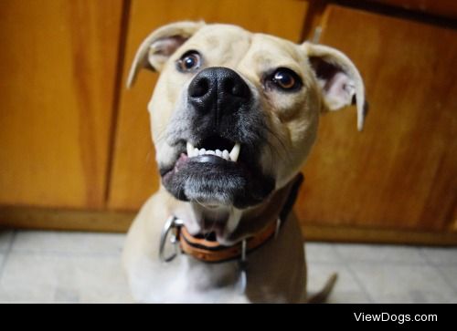 My sweet Crooked Face (aka Diego)Mixed breed