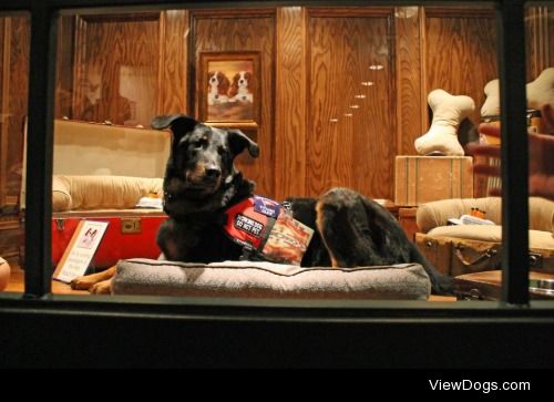 Brojan a Beauceron and my amazing Service Dog at The Titanic…