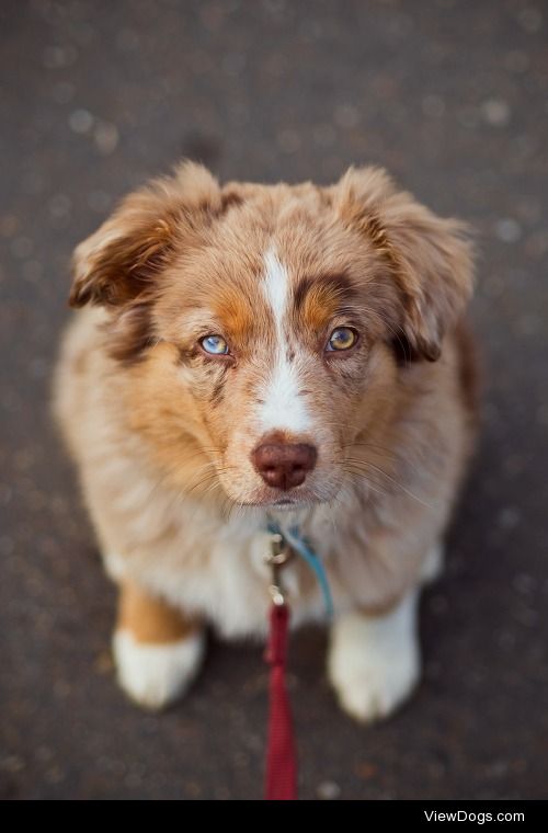 canismirabilis:

She’s getting very good at the front sit,…