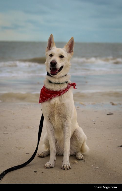 mountainpaws:

Honeymoon Island on Christmas Day, 2014