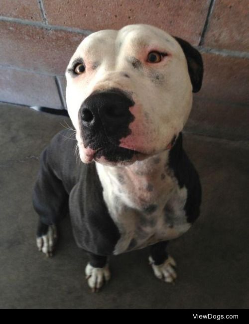 Pitties & Staffies up for adoption @ Santa Barbara Humane…