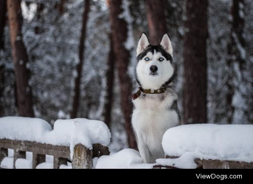 Siberian Husky.


Sergey Filonenko