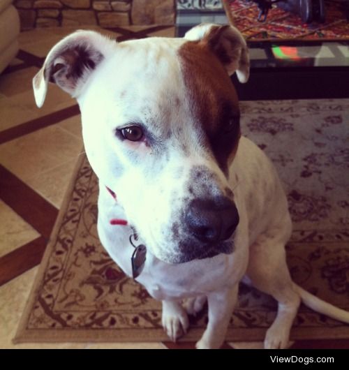 Ziggy the bully mix posing in the living room